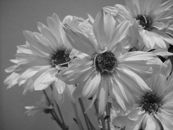 black_and_white_flowers_by_bookmouse-d5lqqmi